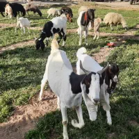 فروش بزپاکستانی اصیل