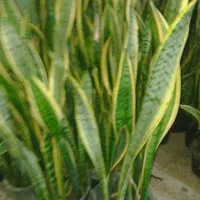 گل سانسوریا  و زانفولیا