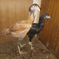 خروس لاری