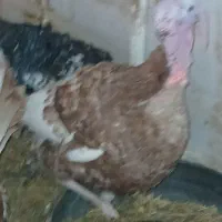 بوقلمون نر وماده تخم گذار سیاه وقهوای