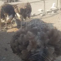 شترمرغ مولد تخم گذار ۴ساله