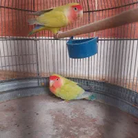 عروس هلندی|پرنده|آبادان, |دیوار