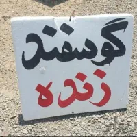 بره نرینه قلم آبی میش چاق  گوسفند زنده قصاب سراسری