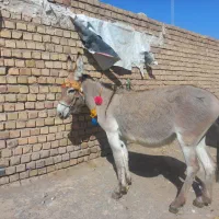 دوتا‌خر