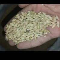 جو دولتی یا خارجی