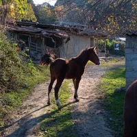 اسب مادیان و کره  یابو