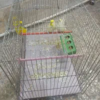 مرغ عشق رنگ خاص|پرنده|شهریار, شهرک بهاران (ویره)|دیوار