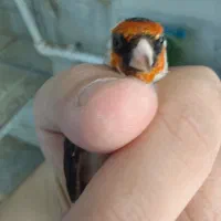 سره خلخال.سیمرغ|پرنده|ساوه, |دیوار