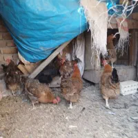 مرغ و بوقلمون نر. برای قربانی کردن با قصابی