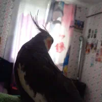 طوطی عروس نر سخنگو بالغ|پرنده|تولم شهر, |دیوار