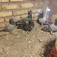 کبوتر مسافتی|پرنده|مرند, |دیوار