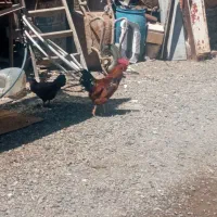 مرغ و خروس پرنده