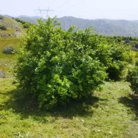 باغ لیمو در روستای گلستان باشت