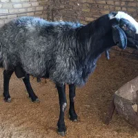 گوسفندبره نروشیشک نر|حیوانات مزرعه|هشتگرد, ینگی امام|دیوار