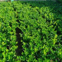 فتونیا ، فوتونیا و یاس هلندی|خدمات باغبانی و درختکاری|واجارگاه, |دیوار