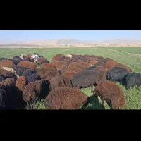 شیشک|حیوانات مزرعه|بروجرد, |دیوار