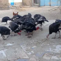 بوقلمون برنز 20عدد|حیوانات مزرعه|میاندوآب, |دیوار