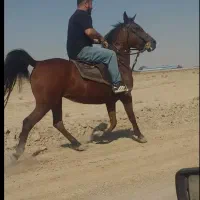 مادیون کره ولیهددوازده امامی|اسب و تجهیزات اسبسواری|اصفهان, حصه جنوبی|دیوار