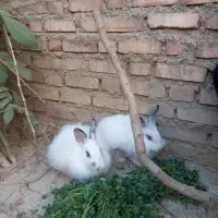 دو عدد خرگوش تپل خانگی|موش و خرگوش|بوکان, |دیوار