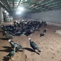 بوقلمون یک ساله در حال تخم درشت و آماده