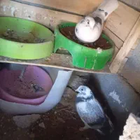 کبوتر دونه صد