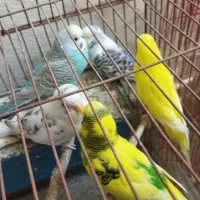 پرنده|پرنده|کوه چنار, |دیوار