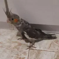 عروسهلندی|پرنده|رشت, جهاد|دیوار