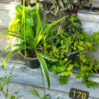 فروش حضوری گل‌های خانگی|گل و گیاه طبیعی|کرج, شهرک بهداری|دیوار