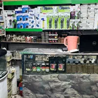 ماهی آکواریم آبنوس|ماهی|قم, هفت تیر|دیوار