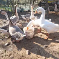 قو غاز|حیوانات مزرعه|سنگر, |دیوار