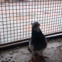 کبوتر ابلاغ|پرنده|کرمانشاه, |دیوار