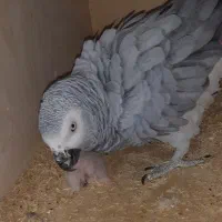 جوجه کاسکو ۶ روزه تعویض