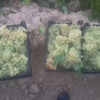 عسگری شیرین ابدار|خوردنی و آشامیدنی|مشهد, فرخد|دیوار