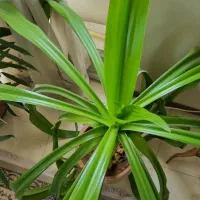 فروش گل ذرتی به علت کمبود فضا