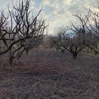 هرس انواع درختان میوه