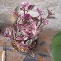 گل وگیاه