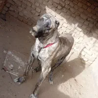 سگ افغان