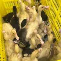 فروش جوجه اردک گوشتی ورامینی  خرید اردک ورامینی