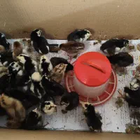 سفارش برای جوجه کشی می‌گیرم