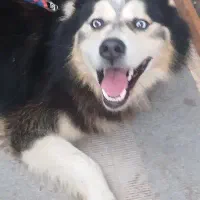 هاسکی مالاموتی|سگ|خشکبیجار, |دیوار