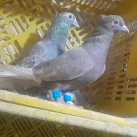 نروماده دم سفید