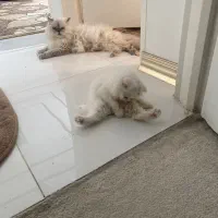 بچه گربه های زیبا|گربه|بوشهر, |دیوار