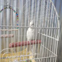 عروس هلندی آلبینو نر سخنگو