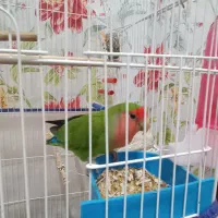 واگذاری دو عدد طوطی برزیلی مولد|پرنده|کرمانشاه, |دیوار