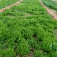 شوید و اسفناج|خوردنی و آشامیدنی|امیرآباد, |دیوار