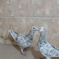 هفترنگ خطی آس|پرنده|قزوین, |دیوار