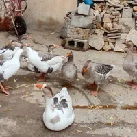 قو غاز دو رگه