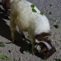 کهر نر به فروش می‌رسد پیوی در خدمتم