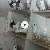 کبوتر|پرنده|دیواندره, |دیوار