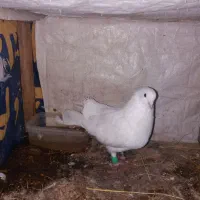 کبوتر دم چتری نر بالغ